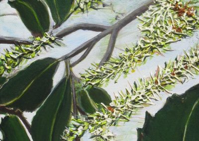 ©Julie Schofield, Breathing Macadamia Flowers, Acrylic on Canvas, 51 x 20.5